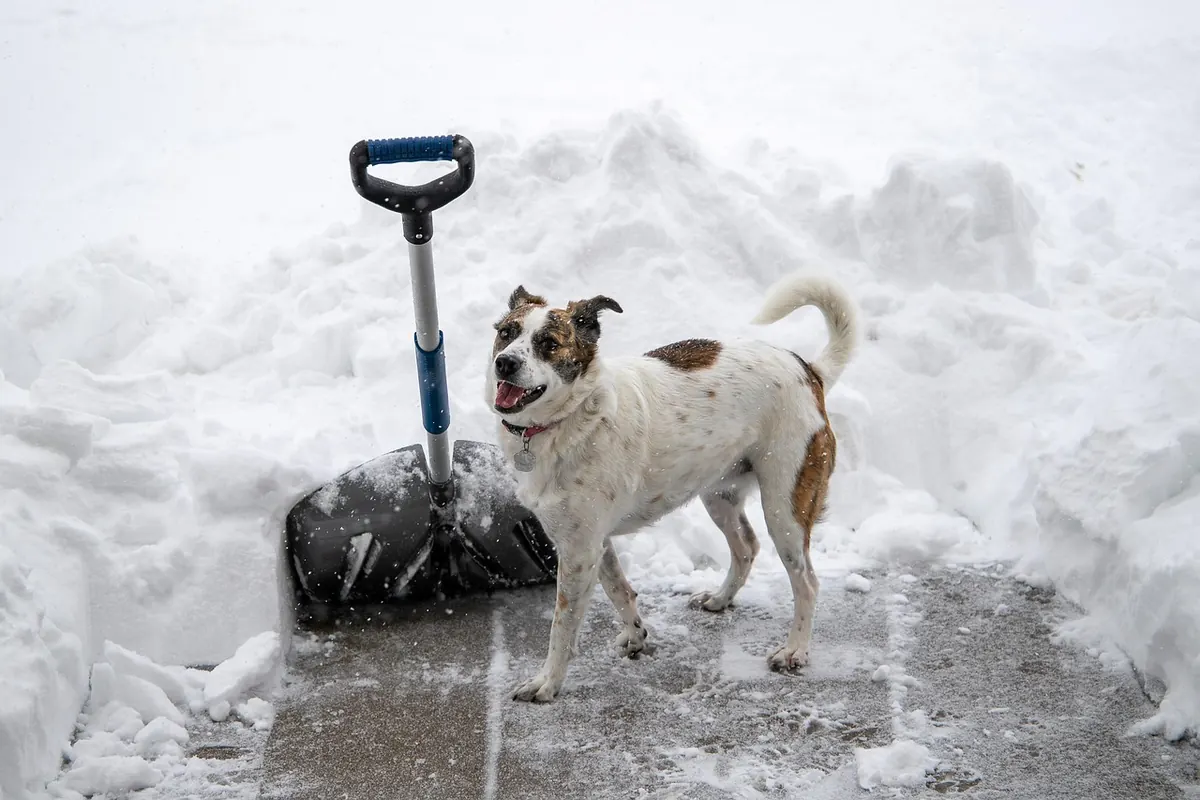 Elmwood Winter Preparedness Checklist: Pipes, Sidewalks, Pets, and Power Outages